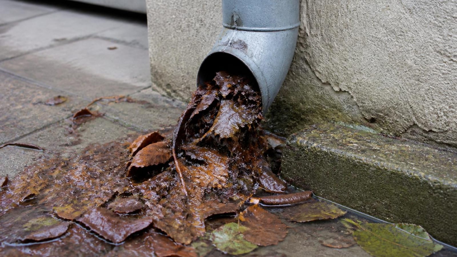 Verstopfter Fallrohrbogen an einer Hauswand, nasses Laub und Schlamm quellen heraus